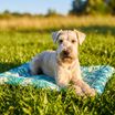 Лежанка охлаждающая Mr.Kranch для собак и кошек 91x68 см тропическая — фото 2